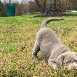 Dilute Retrievers and Labrador Retrievers from Gunmetal Labs