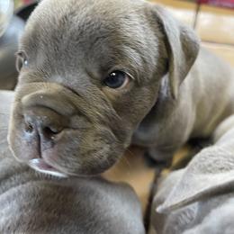 Olde English Bulldogge Puppies from Gods Of Olympus Bulldogges
