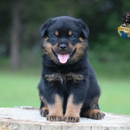 Vato - Black and mahogany male Rottweiler puppy in Uniontown, Alabama from CedarBluff Rottweilers
