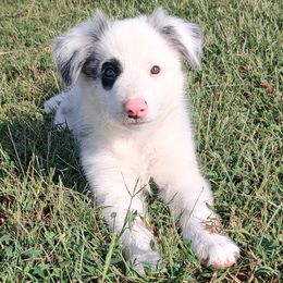 Patch-ABCA - Blue merle male Border Collie puppy in Bixby, Oklahoma from Bond Border Collies