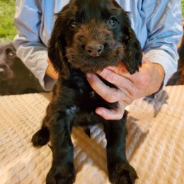 Boy 1 - Black Field Spaniel puppy in Ohio from Kingsbury Run Kennels