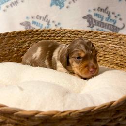 Alvin - Fawn (Isabella) male Dachshund puppy in Sterling, Colorado from Sterling Miniature Dachshunds