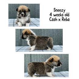 Sneezy - Red male Pembroke Welsh Corgi puppy in Stephenville, Texas from Rising JM Pembrokes