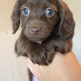 Choc Solid Longhair Female - Chocolate female Dachshund puppy in Horizon City, Texas from Willipaws