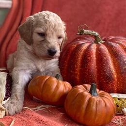 Poodle Puppies from Kurtz Poodles