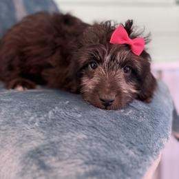 Nova - Black and white female Aussiedoodle puppy in Science Hill, Kentucky from Southern Paws Kennels
