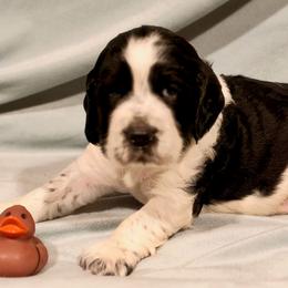 Brown boy - White and black male English Springer Spaniel puppy in Cleburne, Texas from Powers English Springer Spaniels