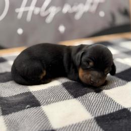 Bobby - Black and tan male Dachshund puppy in Colbert, Oklahoma from Brooke Crenshaw