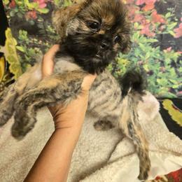 Boy Leopard colors. Ready now - Brindle male Shih Tzu puppy in Missouri from Anna's Babies in the Midwest