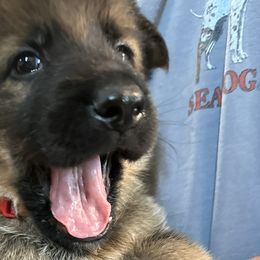 Capone - German Shepherd puppy from HVC Kennels-Home of Von Monray Elite German Shepherds