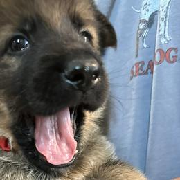 Capone - German Shepherd puppy from HVC Kennels-Home of Von Monray Elite German Shepherds