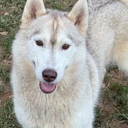 Crystal - Siberian Husky