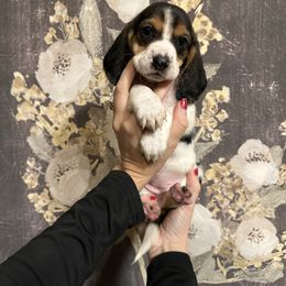 Aurora - Black brown and white female Basset Hound puppy in Jacksonville, Florida from Craven Bassets