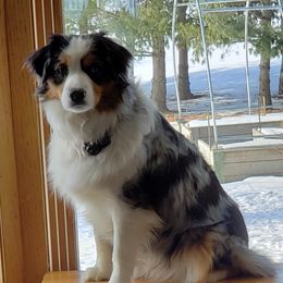 Piper - Miniature American Shepherd