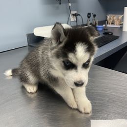 Siberian Husky Puppies from KD Husky Family
