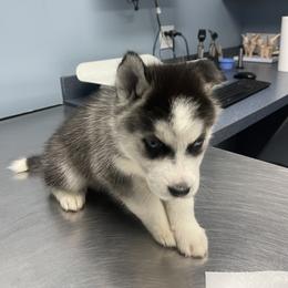 Siberian Husky Puppies from KD Husky Family