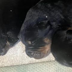 Girl 1 - Black and rust female Beauceron puppy in Patten, Maine from Beaucerons De La Valle Katahdin