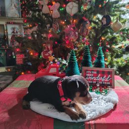 Boxer and Miniature Pinscher Puppies from Pike's Pups