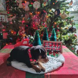 Boxer and Miniature Pinscher Puppies from Pike's Pups