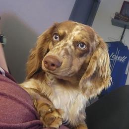 Pete - Dachshund
