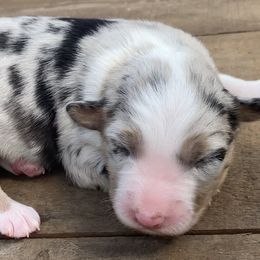 Miniature American Shepherd Puppies from SJC Texas Aussies