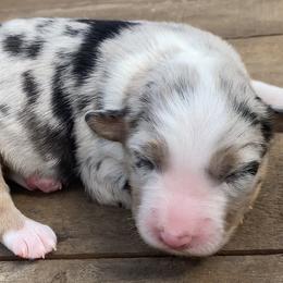 Miniature American Shepherd Puppies from SJC Texas Aussies