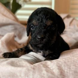 Ocean - Brown white and tan female Cockapoo puppy in Saint Louis, Missouri from Jax Doodles