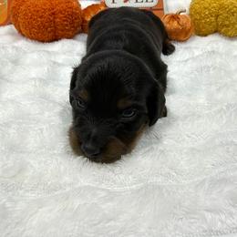 Hunter - Black and tan male Dachshund puppy in Mansfield, Missouri from OFK
