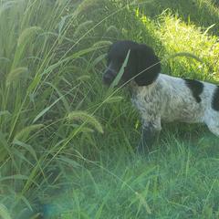 French Brittany Puppies from Dakota Point Kennel