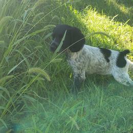 French Brittany Puppies from Dakota Point Kennel