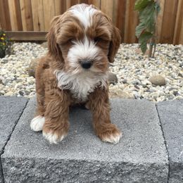 Australian Labradoodle and Goldendoodle Puppies from The Moon Doodles