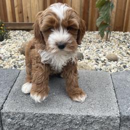Australian Labradoodle and Goldendoodle Puppies from The Moon Doodles