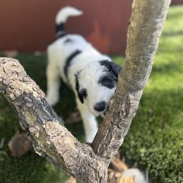 Bernedoodle Puppies from SoCal Bernedoodles