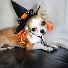 Wilma - Fawn and white female Chihuahua puppy in Shelbyville, Tennessee from Gordonview Farm