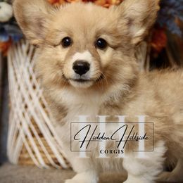 Red Sable FLUFF girl 4 - Red female Pembroke Welsh Corgi puppy in Locust Grove, Oklahoma from Hidden Hillsides Corgis