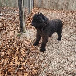 Magneto - Bouvier des Flandres