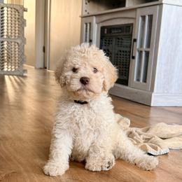 Baby's Breath  (brown collar) - Orange male Lagotto Romagnolo puppy in Ashland, Ohio from SS Australian Shepherds