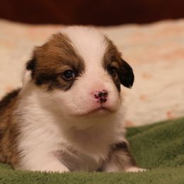 Boy 1 - Pembroke Welsh Corgi puppy in Karnack, Texas from Sureshot Corgis