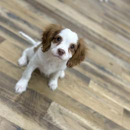 BUTTERBALL - Blenheim male Cavalier King Charles Spaniel puppy in Jackson, Ohio from The Cavaliers at EAP Acres