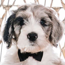 Black - "Dale" - Bernedoodle puppy from Shabbey Sheek Bernedoodles