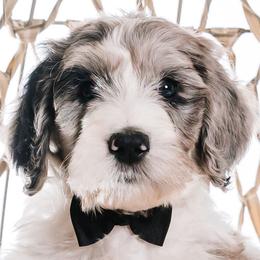Black - "Dale" - Bernedoodle puppy from Shabbey Sheek Bernedoodles