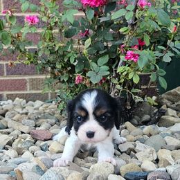 Lady - Tri-color female Cavalier King Charles Spaniel puppy in Walterboro, South Carolina from Puddlejumpers