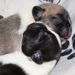 1st pick male - Brindle and white male French Bulldog puppy in Twin Falls, Idaho from Whispering White Pines Labradors