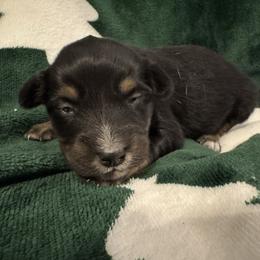 Jolly - Black tri female Toy Australian Shepherd puppy in Morganfield, Kentucky from 4T Toy and Mini Australian Shepherds