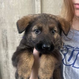 Holly (purple collar) - Sable female German Shepherd puppy in Jerusalem, Arkansas from Sudenblick German Shepherds
