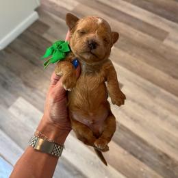 Buzz - Red  male Goldendoodle puppy in Hot Springs, Arkansas from Hot Springs Kennels