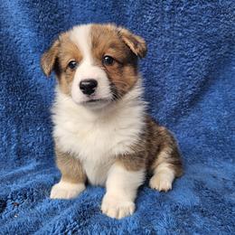Genie - Red male Pembroke Welsh Corgi puppy in Castle Rock, Washington from Heckman Corgis