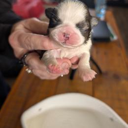 Chocolate Chip - Red and white female Shih Tzu puppy in Lostant, Illinois from Bella's Babies