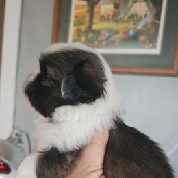 Shih Tzu Puppies from Prairie Creek Puppies