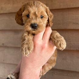 Liberty - Golden female Cockapoo puppy in Mena, Arkansas from Ouachita River Cockapoos